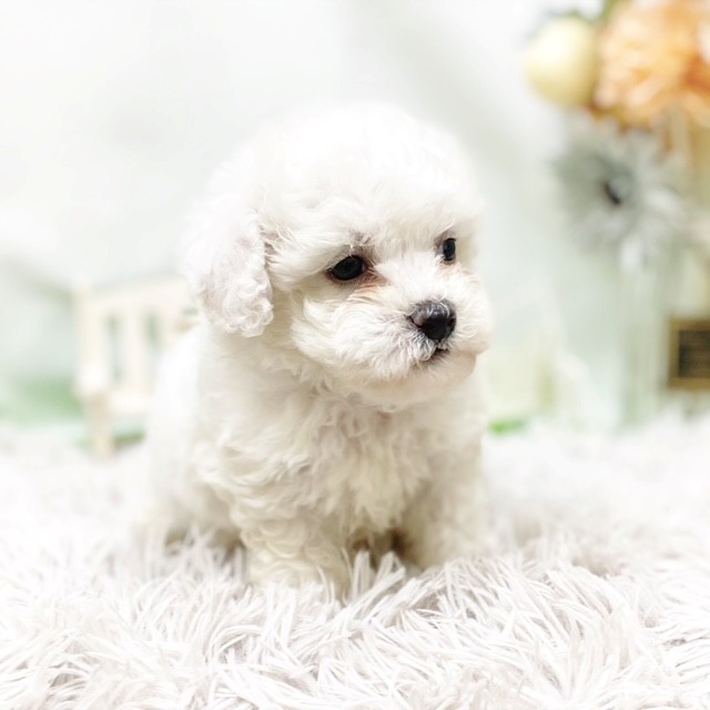 静岡県のビションフリーゼ (犬の家＆猫の里藤枝店/2026年7月6日生まれ/男の子/ホワイト)の子犬の4枚目の画像