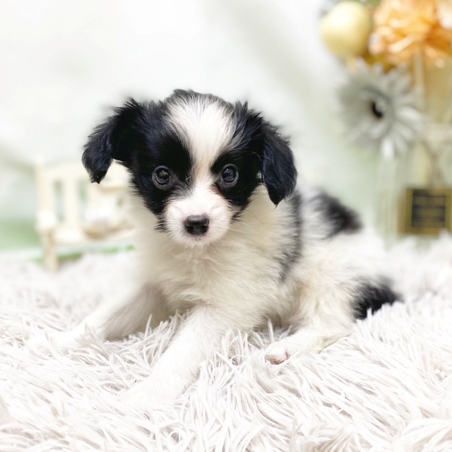 静岡県のパピヨン (犬の家＆猫の里藤枝店/2026年7月4日生まれ/男の子/ブラックホワイト)の子犬の4枚目の画像
