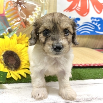 神奈川県のハーフ犬・ミックス犬 (犬の家＆猫の里小田原店/2026年7月7日生まれ/男の子/レッドホワイト)の子犬の4枚目の画像