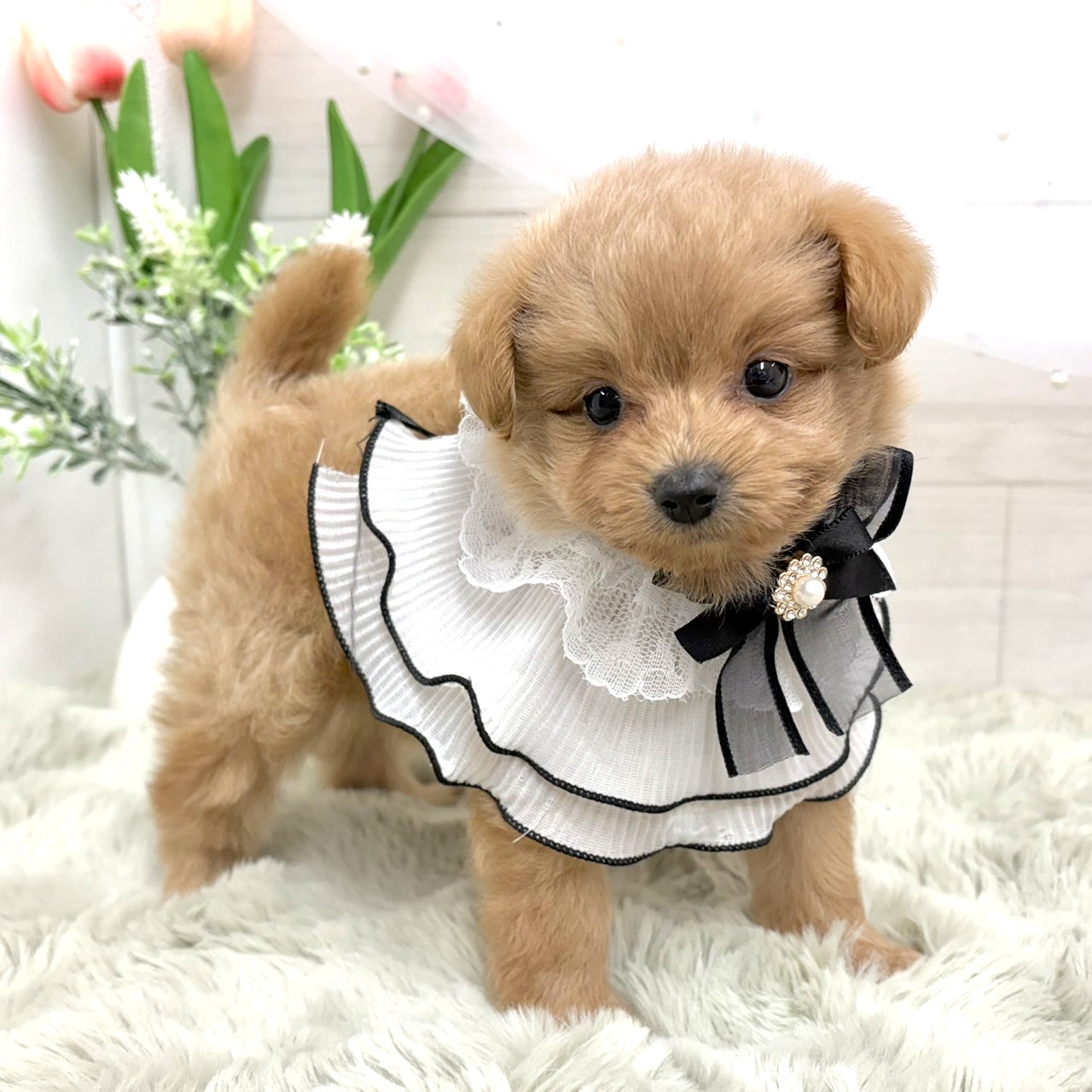 神奈川県のポメプー(ポメラニアン×プードル) (犬の家＆猫の里相模原店/2026年7月7日生まれ/女の子/アプリコット)の子犬の4枚目の画像