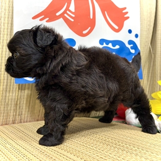 神奈川県のチワプー/プーチー(チワワ×プードル) (犬の家＆猫の里小田原店/2026年7月5日生まれ/女の子/ブラック)の子犬の4枚目の画像