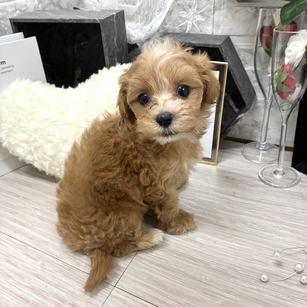 生体画像４