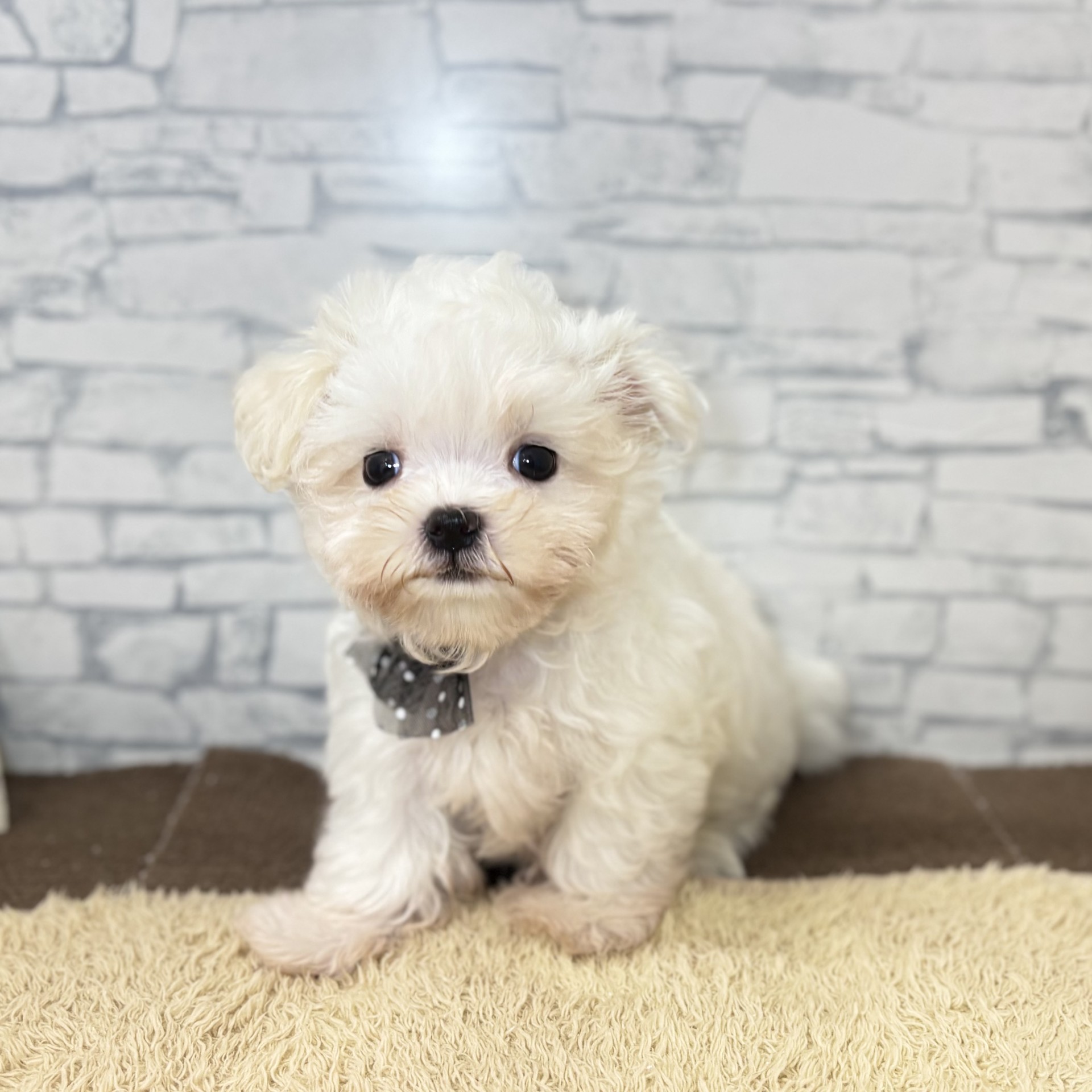 生体画像4