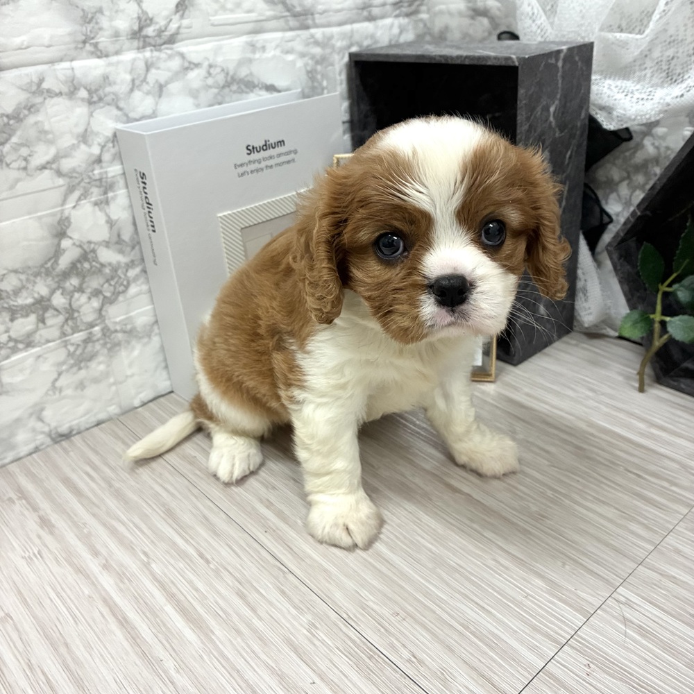 千葉県のキャバリアキングチャールズスパニエル (犬の家＆猫の里ワンズモール稲毛店/2026年7月6日生まれ/女の子/ブレンハイム)の子犬の4枚目の画像