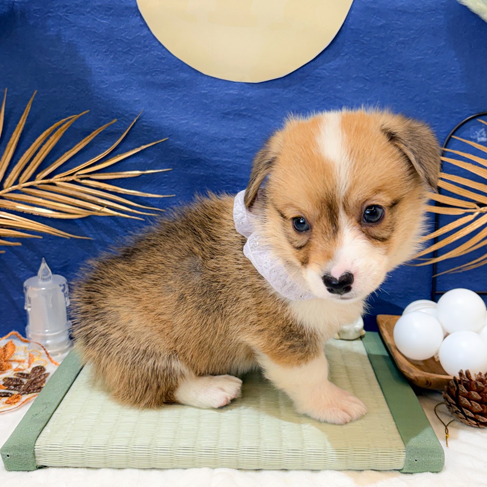静岡県のウェルシュコーギーペンブローク (犬の家＆猫の里富士店/2026年7月7日生まれ/男の子/レッドホワイト)の子犬の4枚目の画像