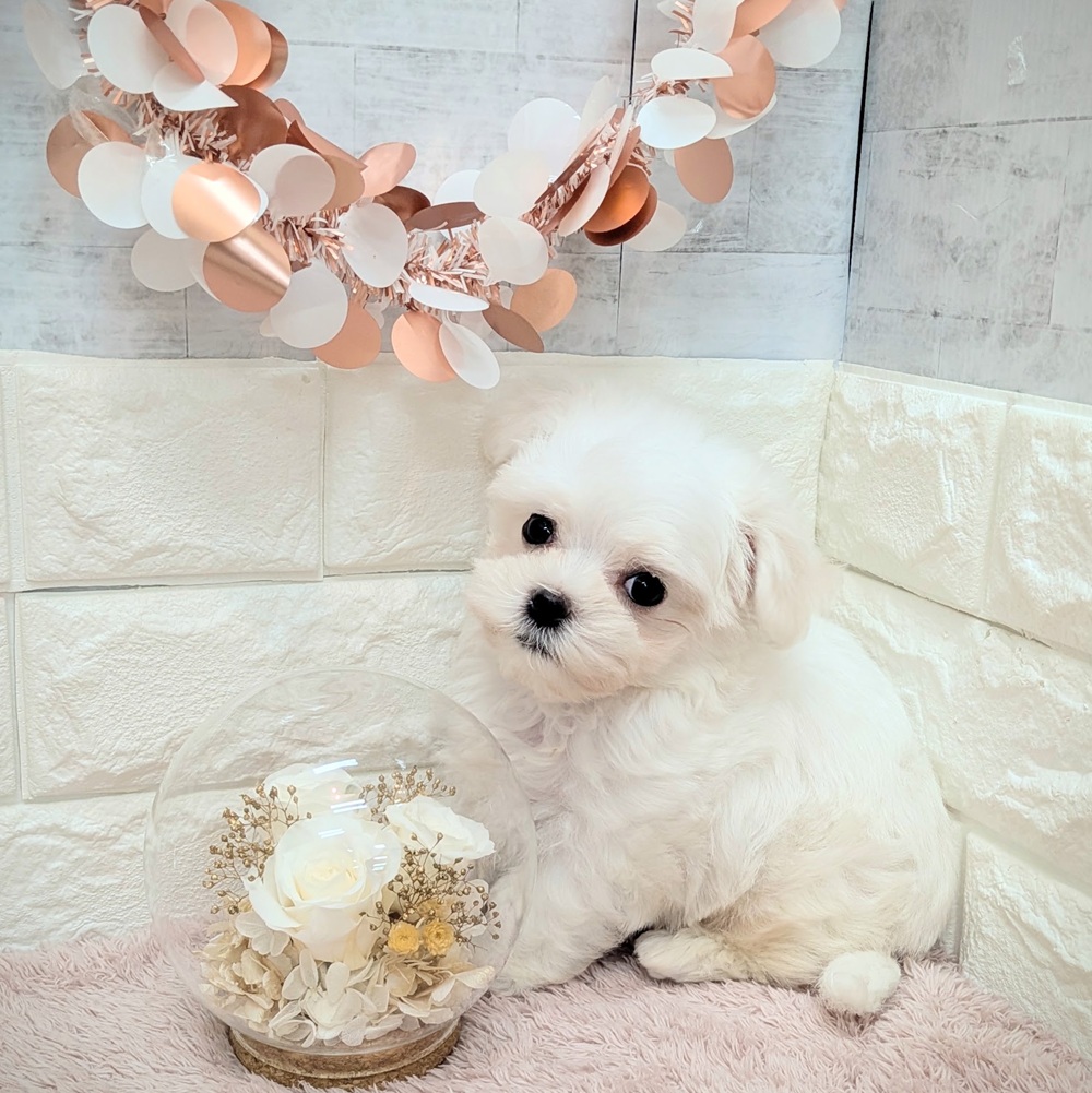 静岡県のマルチーズ (犬の家＆猫の里プレ葉ウォーク浜北店/2026年7月7日生まれ/男の子/ホワイト)の子犬の4枚目の画像