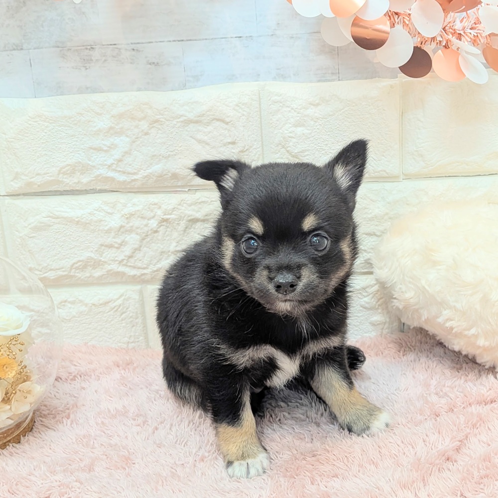 静岡県のチワ柴/柴チワ/チワシバ(チワワ×柴) (犬の家＆猫の里プレ葉ウォーク浜北店/2026年7月6日生まれ/男の子/黒)の子犬の4枚目の画像