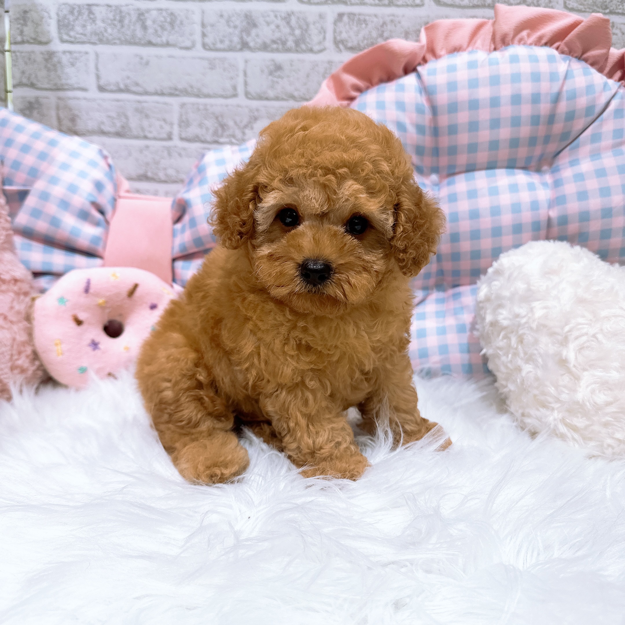 神奈川県のトイプードル(トイ) (犬の家＆猫の里元住吉ブレーメン通り店/2026年7月6日生まれ/男の子/レッド)の子犬の4枚目の画像