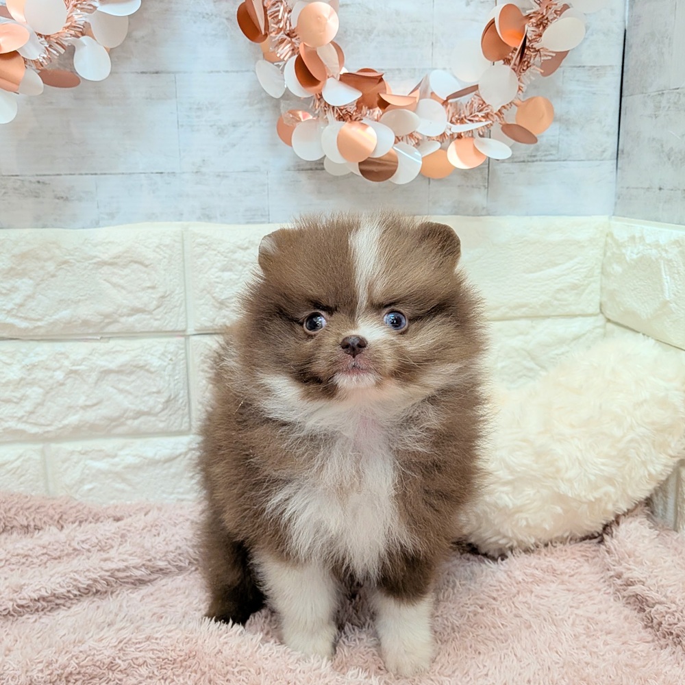 静岡県のポメラニアン (犬の家＆猫の里プレ葉ウォーク浜北店/2026年7月2日生まれ/女の子/チョコレートホワイト)の子犬の1枚目の画像