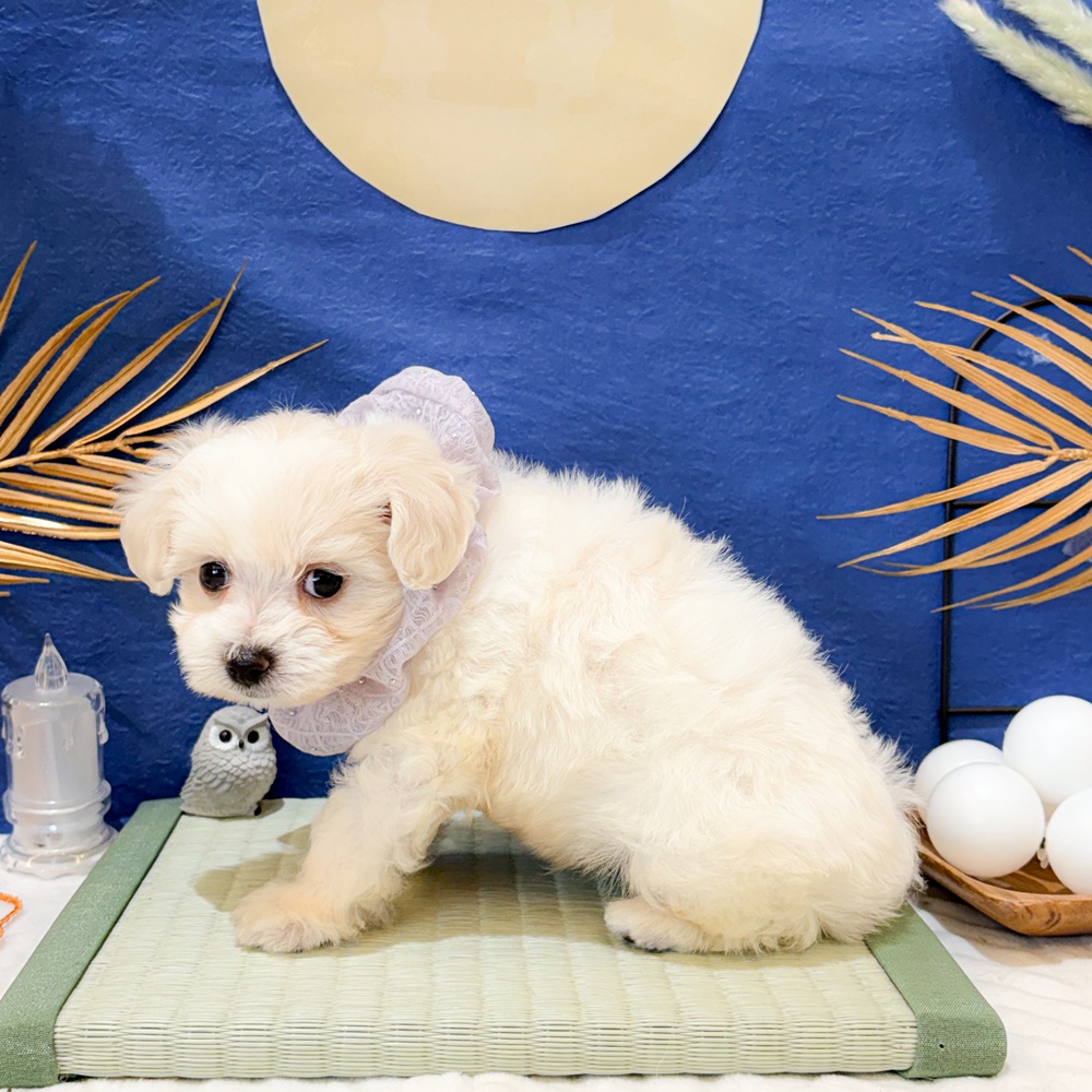 静岡県のビションプー(ビションフリーゼ×プードル) (犬の家＆猫の里富士店/2026年7月2日生まれ/男の子/ホワイト)の子犬の4枚目の画像
