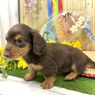 神奈川県のミニチュアダックスフンド(ロング) (犬の家＆猫の里小田原店/2026年7月4日生まれ/男の子/チョコレートタン)の子犬の4枚目の画像