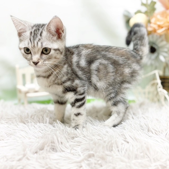 静岡県のアメリカンショートヘアー (犬の家＆猫の里藤枝店/2026年6月30日生まれ/女の子/シルバーパッチドタビー)の子猫の4枚目の画像
