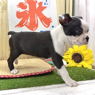 神奈川県のボストンテリア (犬の家＆猫の里小田原店/2026年7月4日生まれ/女の子/ボストンカラー)の子犬の4枚目の画像