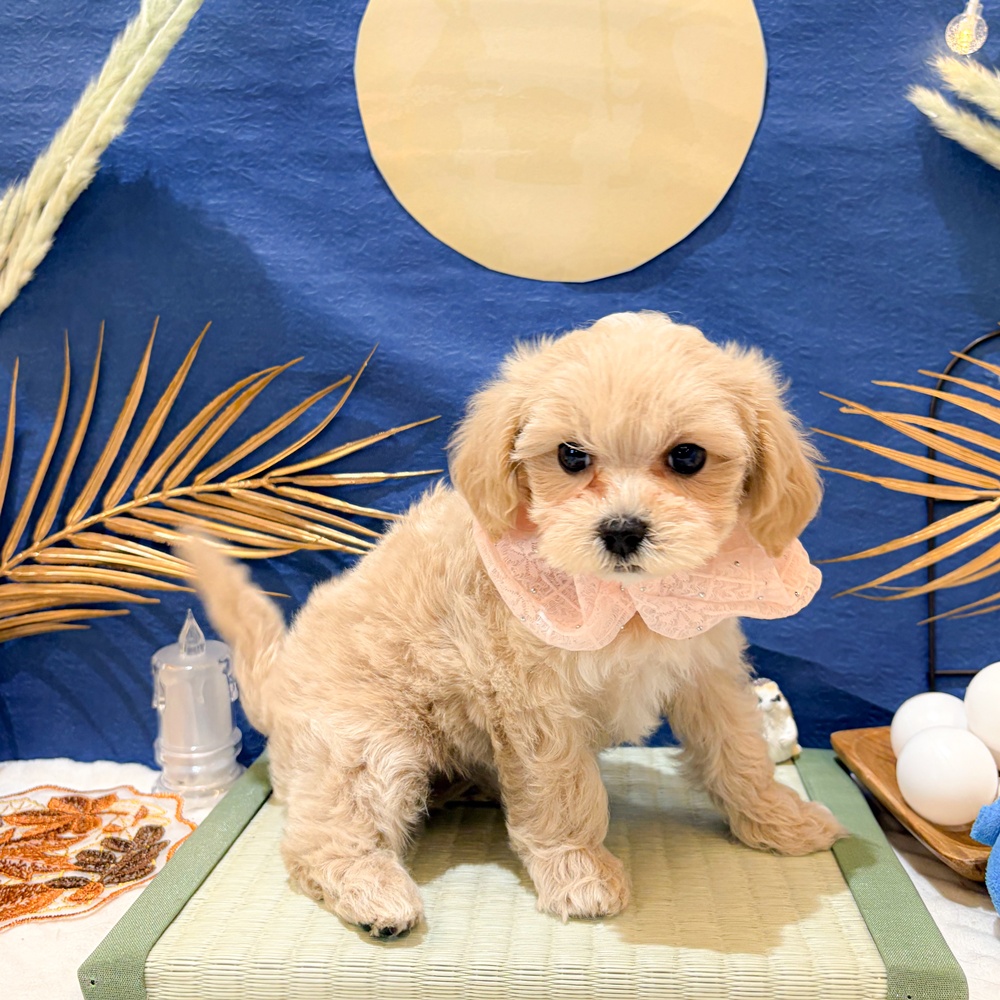 静岡県のマルプー(マルチーズ×プードル) (犬の家＆猫の里富士店/2026年7月7日生まれ/女の子/アプリコット)の子犬の4枚目の画像