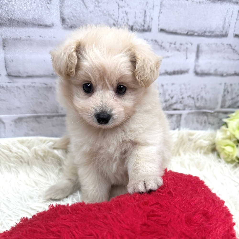 愛知県のポメプー(ポメラニアン×プードル) (犬の家＆猫の里MEGAドン・キホーテ東海名和店/2026年7月6日生まれ/男の子/ホワイト)の子犬の4枚目の画像