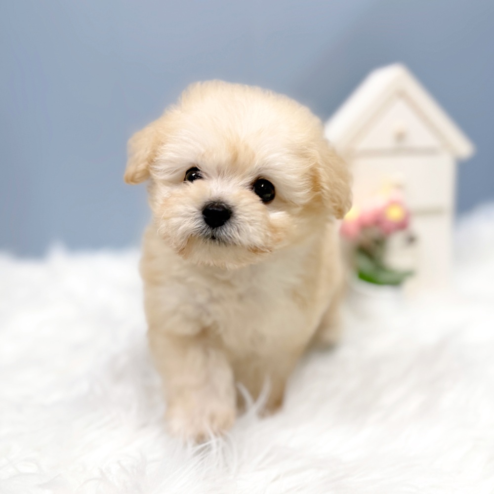 愛知県のポメプー(ポメラニアン×プードル) (犬の家＆猫の里岡崎店/2026年7月7日生まれ/男の子/クリーム)の子犬の4枚目の画像