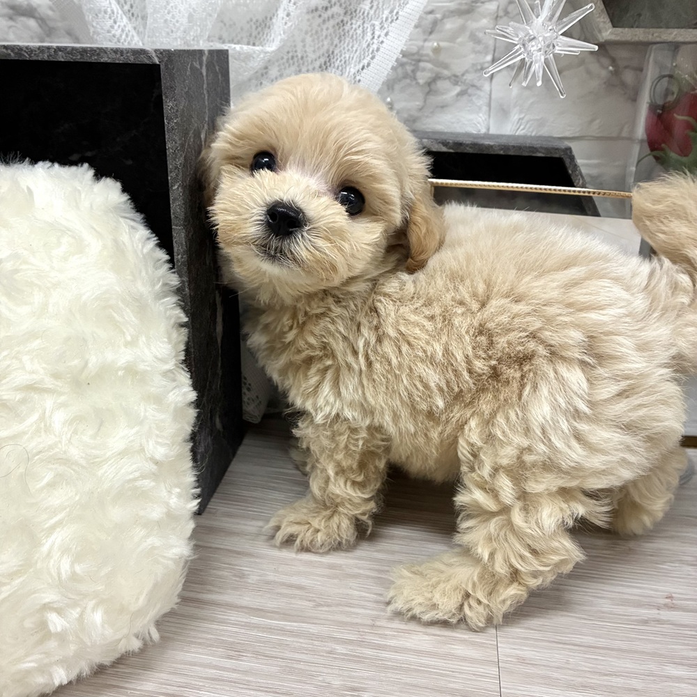 千葉県のマルプー(マルチーズ×プードル) (犬の家＆猫の里ワンズモール稲毛店/2026年7月7日生まれ/男の子/アプリコット)の子犬の1枚目の画像