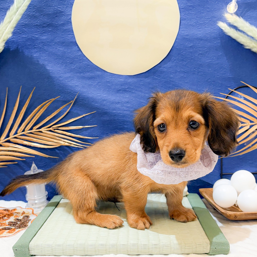 静岡県のミニチュアダックスフンド(ロング) (犬の家＆猫の里富士店/2026年7月3日生まれ/男の子/レッド)の子犬の4枚目の画像