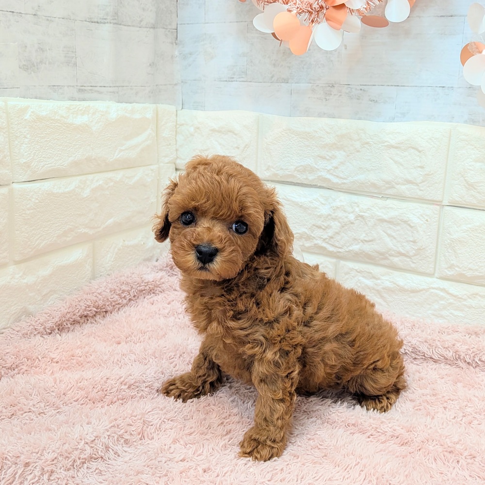 静岡県のトイプードル(トイ) (犬の家＆猫の里プレ葉ウォーク浜北店/2026年7月3日生まれ/女の子/レッド)の子犬の4枚目の画像