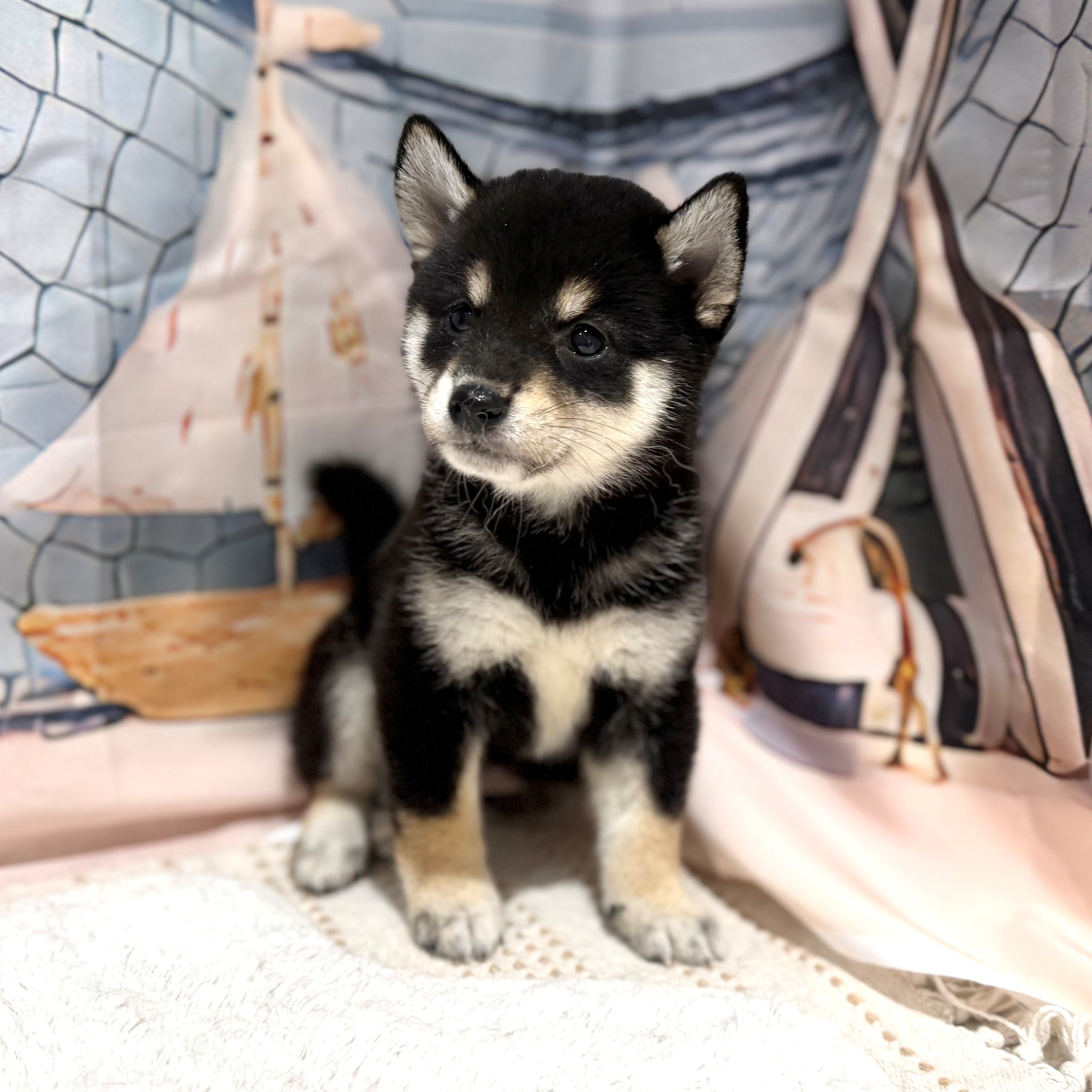 福岡県の豆柴 (犬の家＆猫の里トリアス久山店/2026年7月5日生まれ/女の子/黒)の子犬の4枚目の画像