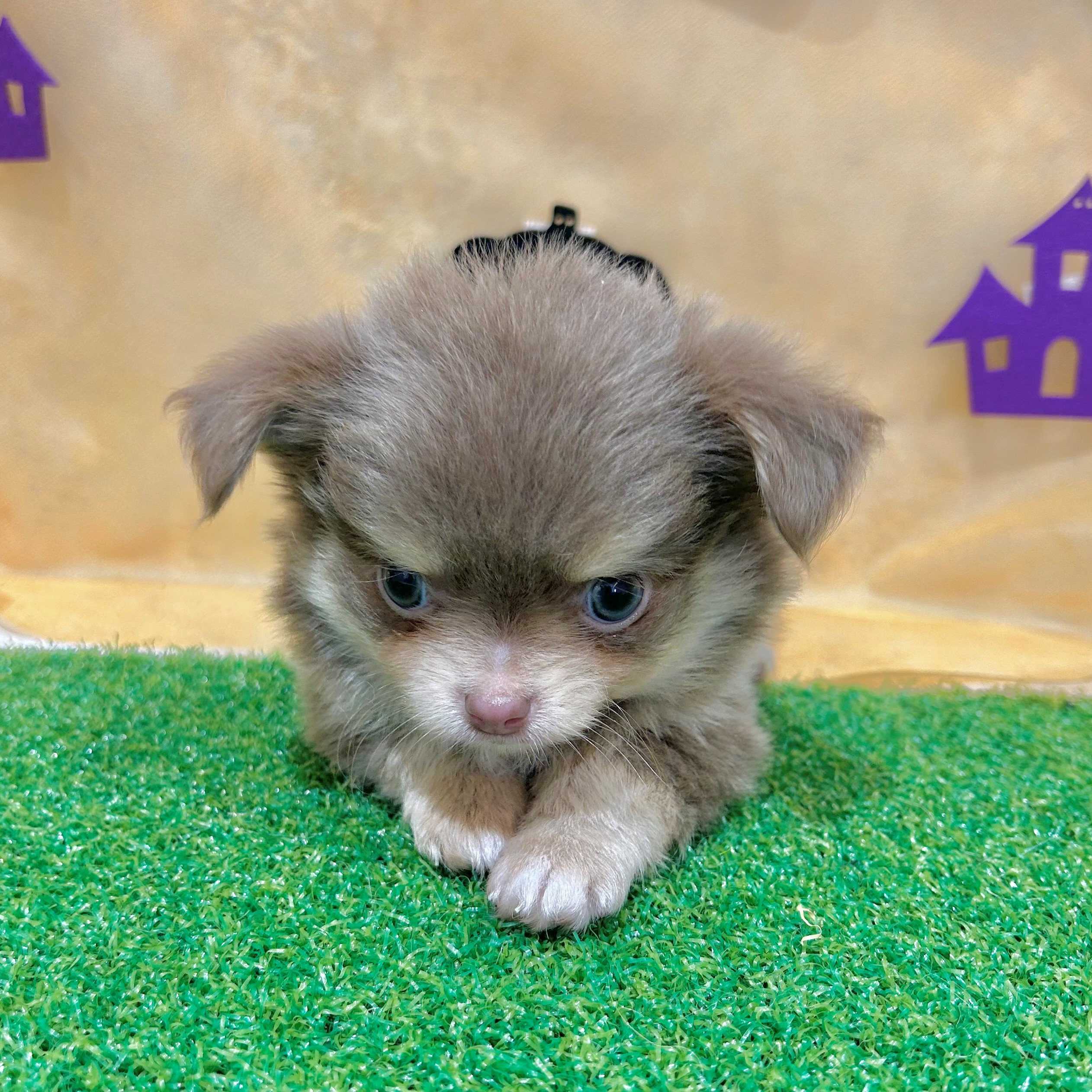 福岡県のチワワ(ロング) (犬の家＆猫の里くりえいと宗像店/2026年7月6日生まれ/男の子/イザベラタンホワイト)の子犬の4枚目の画像