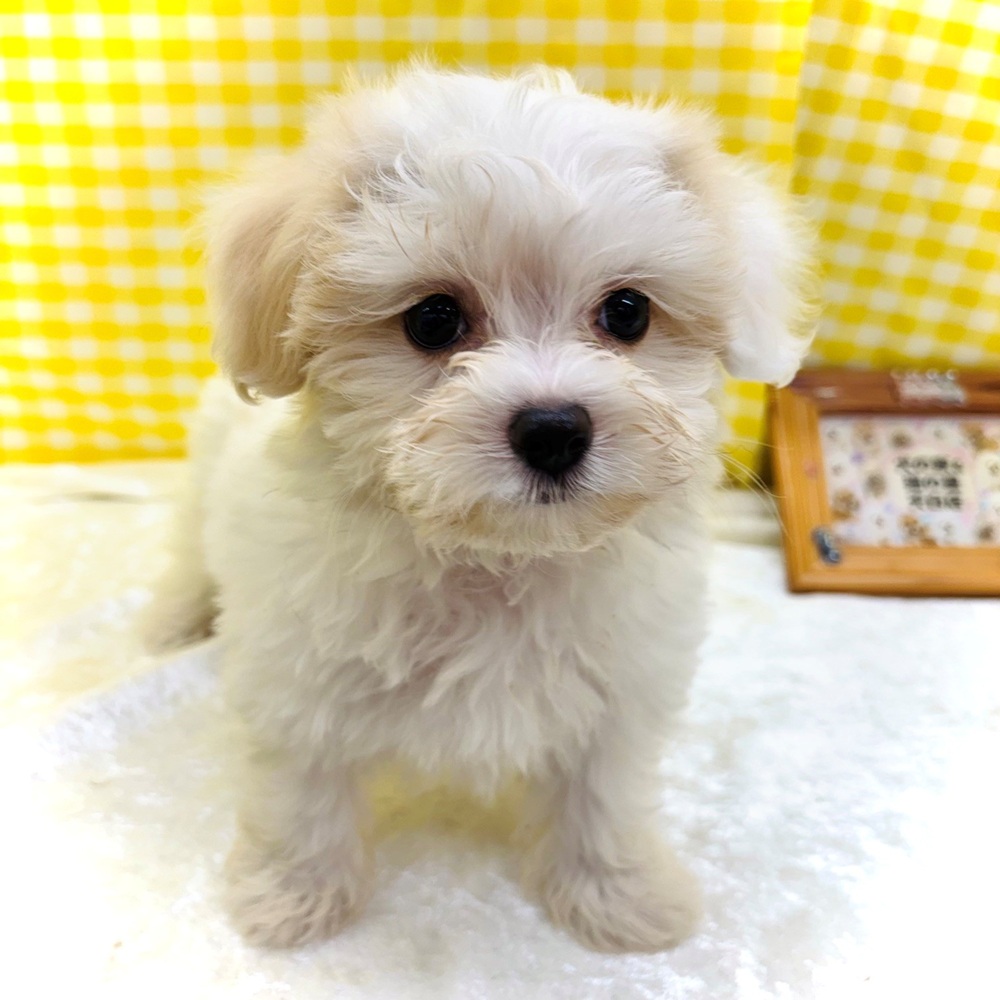 愛知県のハーフ犬・ミックス犬 (犬の家＆猫の里名古屋天白店/2026年7月4日生まれ/男の子/クリームホワイト)の子犬の4枚目の画像