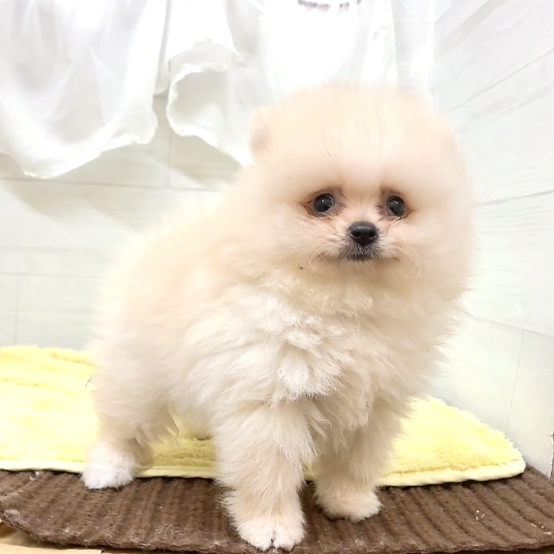 愛知県のポメラニアン (犬の家＆猫の里碧南店/2026年7月8日生まれ/男の子/クリーム)の子犬の4枚目の画像