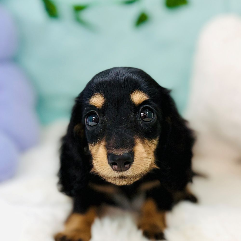 愛知県のミニチュアダックスフンド(ロング) (犬の家＆猫の里愛知刈谷店/2026年7月8日生まれ/女の子/ブラックタン)の子犬の4枚目の画像
