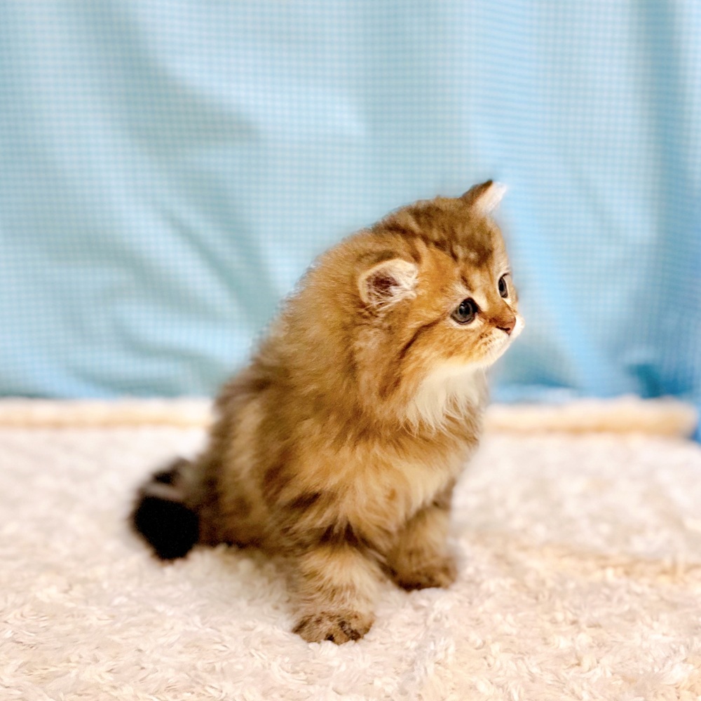 愛知県のラガマフィン (犬の家＆猫の里一宮店/2026年7月5日生まれ/男の子/ブラウンタビー)の子猫の4枚目の画像
