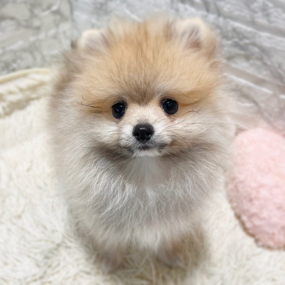 愛知県のポメラニアン (犬の家＆猫の里MiO香久山店/2026年7月14日生まれ/男の子/クリームセーブル)の子犬の1枚目の画像