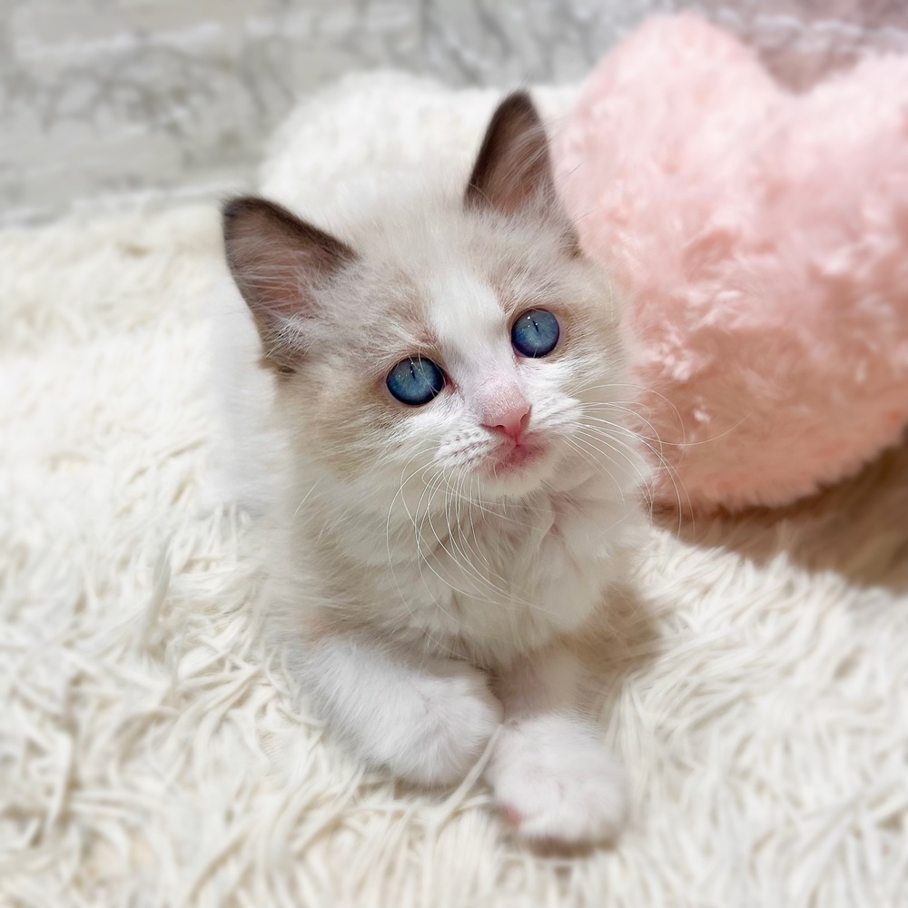 愛知県のラグドール (犬の家＆猫の里MiO香久山店/2026年7月7日生まれ/女の子/シールポイントバイカラー)の子猫の4枚目の画像