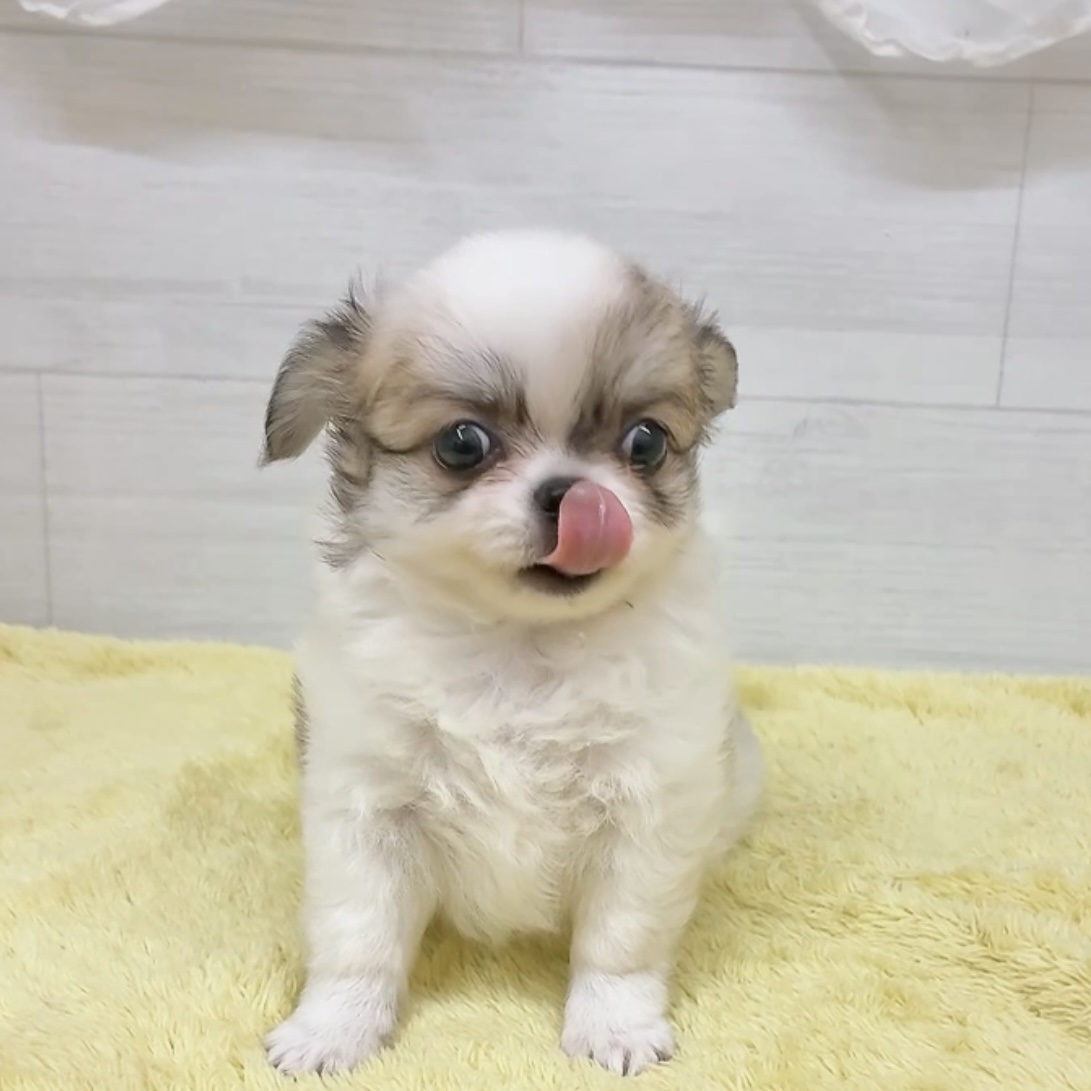 愛知県のチワワ(ロング) (犬の家＆猫の里碧南店/2026年7月7日生まれ/男の子/ホワイトレッド)の子犬の4枚目の画像