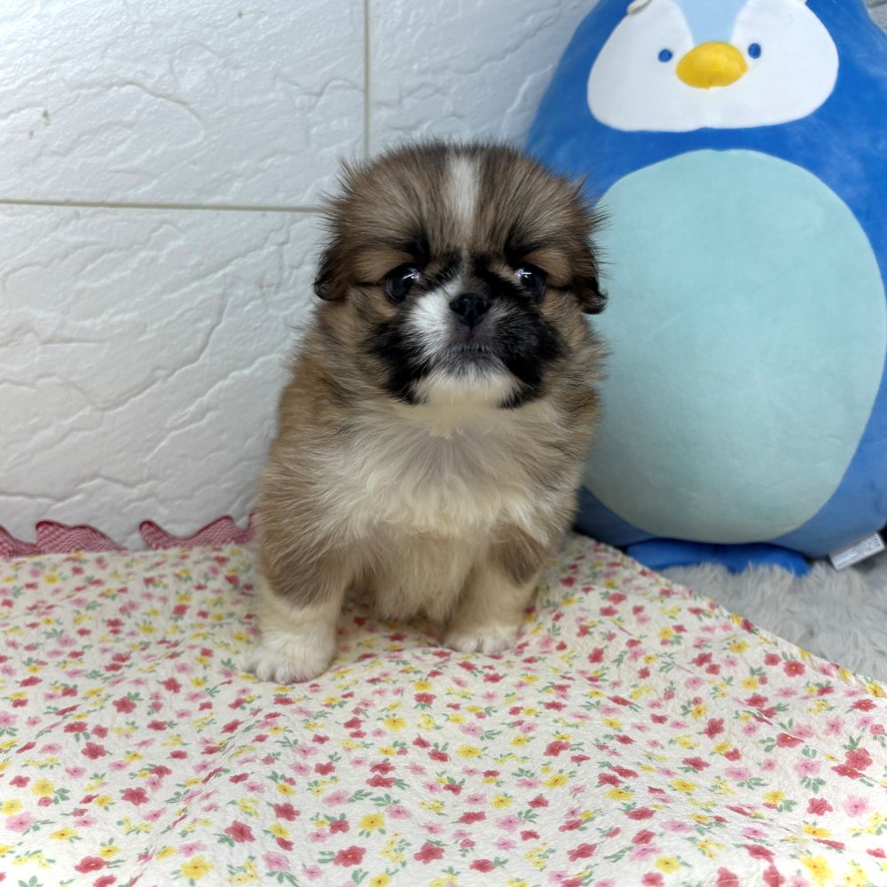 兵庫県のハーフ犬・ミックス犬 (犬の家＆猫の里ゆめタウン姫路店/2026年7月9日生まれ/女の子/レッド)の子犬の4枚目の画像