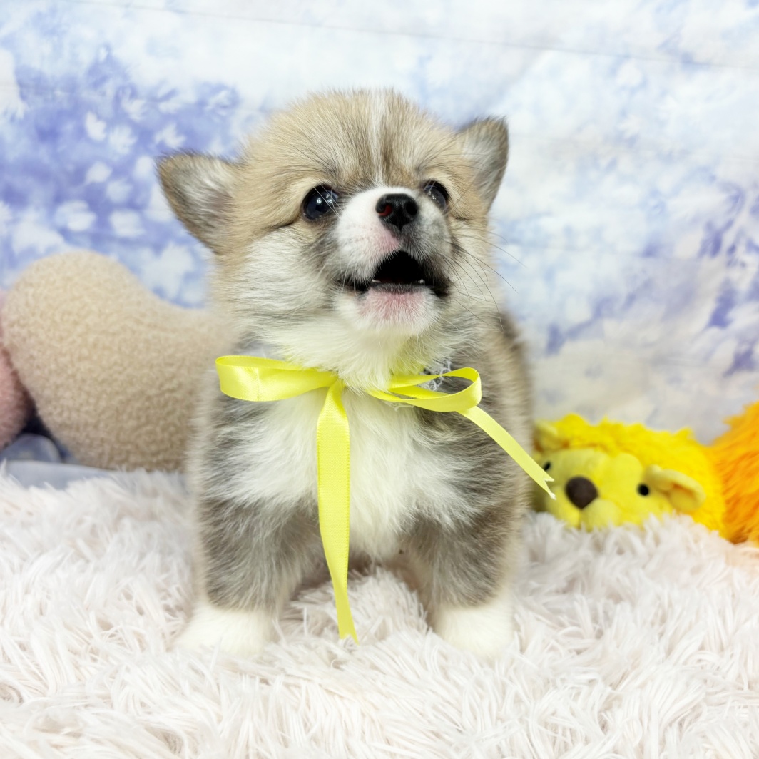 兵庫県のポメコーギー(ポメラニアン×コーギー) (犬の家＆猫の里川西店/2026年7月9日生まれ/男の子/レッドホワイト)の子犬の4枚目の画像