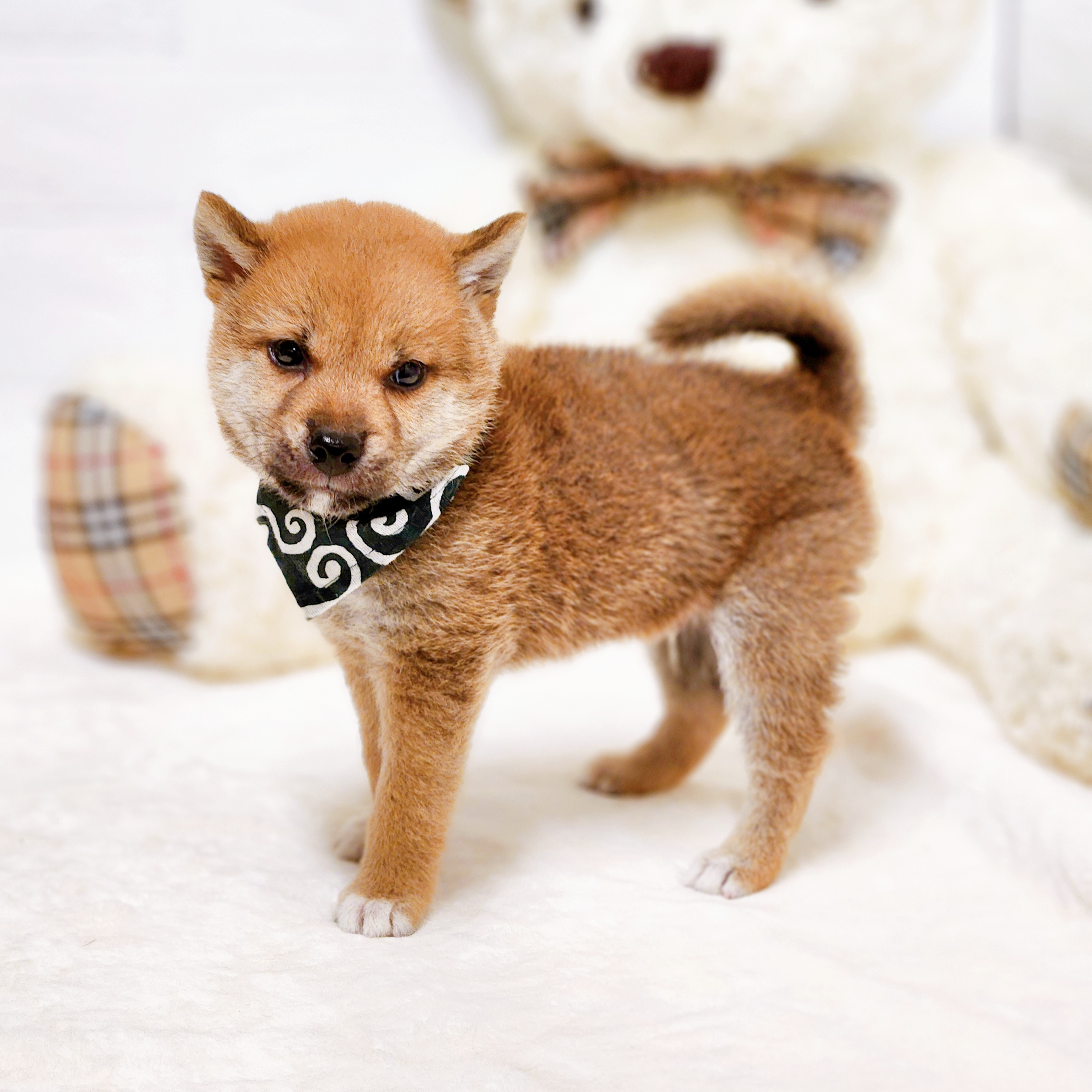 滋賀県の柴犬(標準サイズ) (犬の家＆猫の里近江八幡店/2026年7月9日生まれ/男の子/赤)の子犬の4枚目の画像