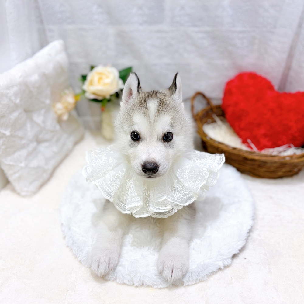 滋賀県のシベリアンハスキー (犬の家＆猫の里長浜店/2026年7月9日生まれ/男の子/シルバーホワイト)の子犬の4枚目の画像