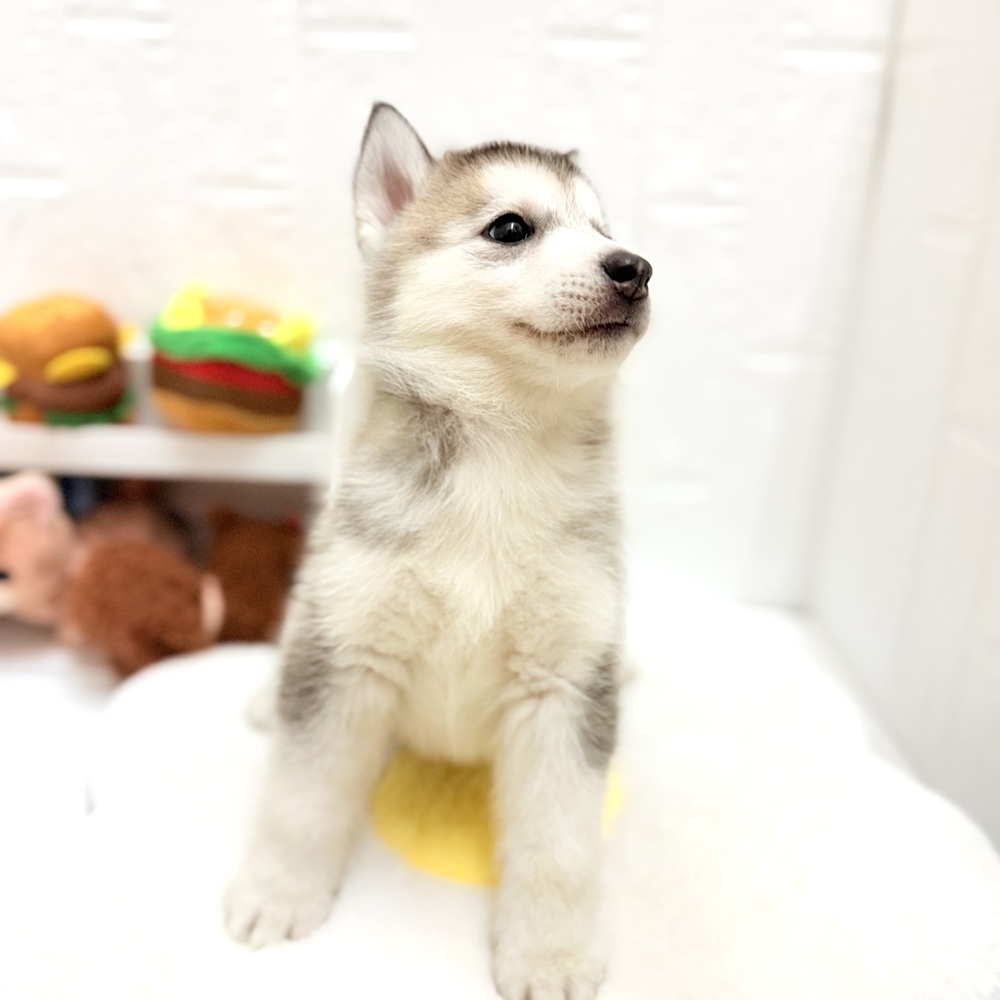 愛知県のシベリアンハスキー (犬の家＆猫の里豊川インター店/2026年7月9日生まれ/女の子/シルバーホワイト)の子犬の4枚目の画像