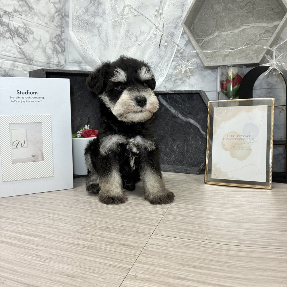 千葉県のミニチュアシュナウザー (犬の家＆猫の里ワンズモール稲毛店/2026年7月10日生まれ/男の子/ブラックシルバー)の子犬の4枚目の画像