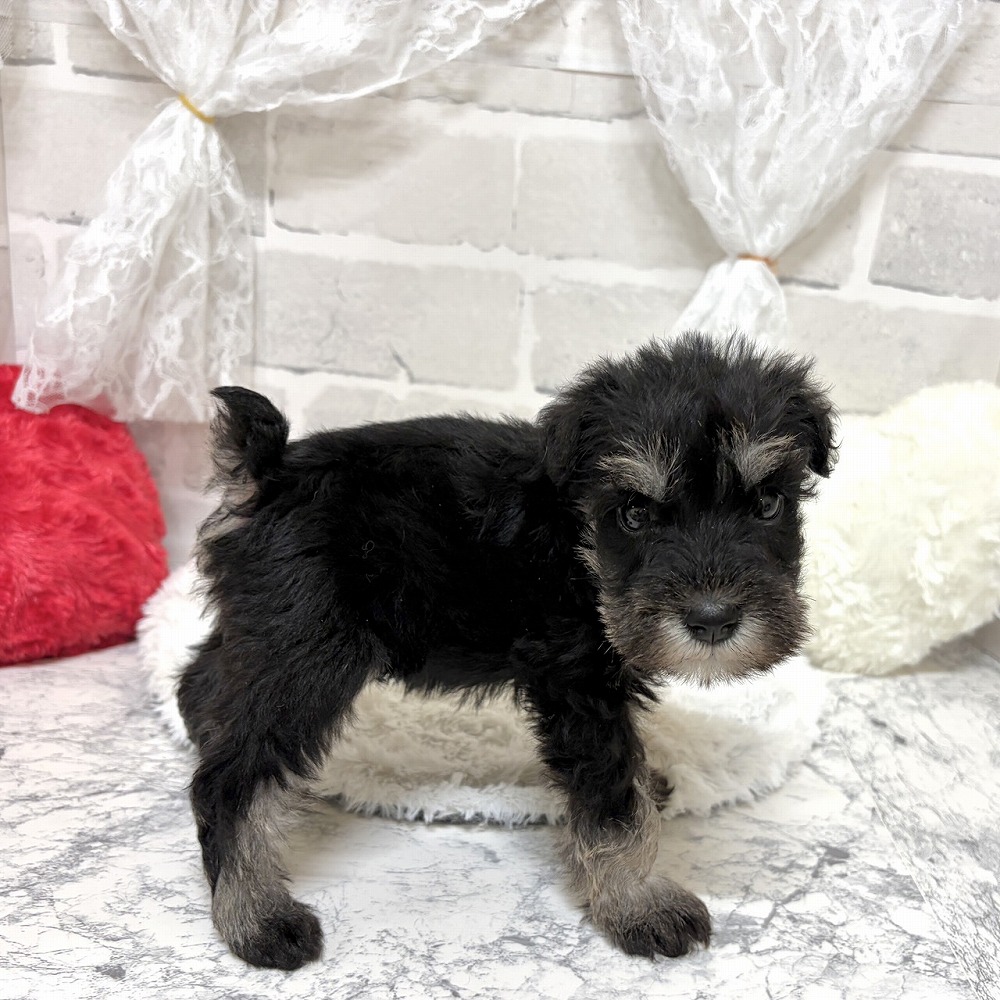 京都府のミニチュアシュナウザー (犬の家＆猫の里京都精華店/2026年7月10日生まれ/男の子/ソルトペッパー)の子犬の4枚目の画像
