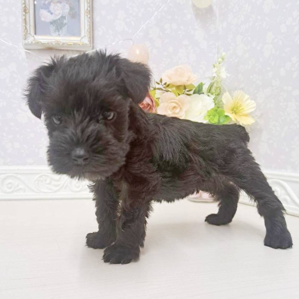 富山県のミニチュアシュナウザー (犬の家＆猫の里アミーゴ山室店/2026年7月10日生まれ/女の子/ブラック)の子犬の4枚目の画像