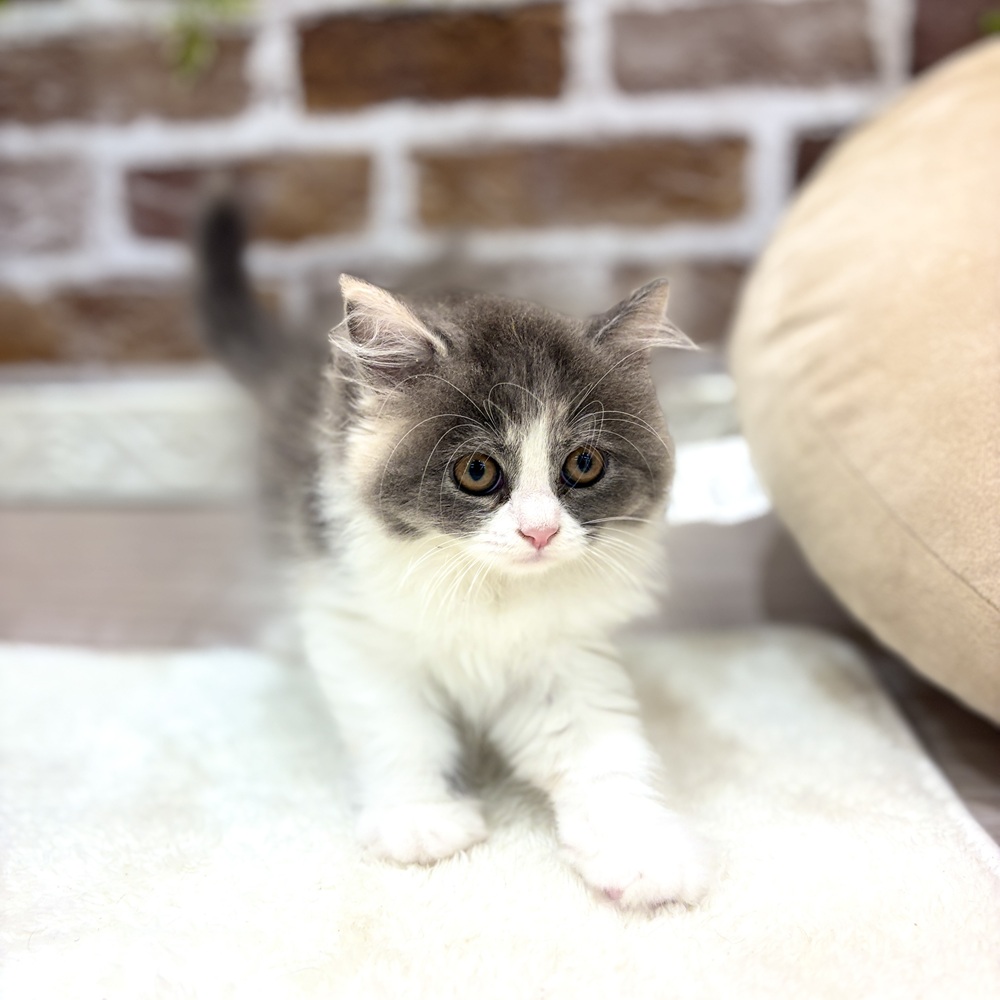三重県のミヌエット (犬の家＆猫の里三重桑名店/2026年7月10日生まれ/女の子/ブルーパッチドタビーホワイト)の子猫の4枚目の画像