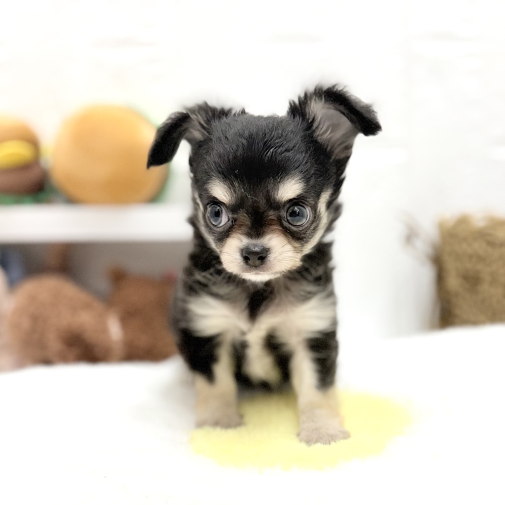 愛知県のチワワ(ロング) (犬の家＆猫の里豊川インター店/2026年7月11日生まれ/男の子/ブラッククリームホワイト)の子犬の4枚目の画像