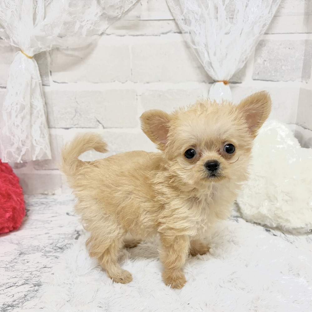 京都府のチワプー/プーチー(チワワ×プードル) (犬の家＆猫の里京都精華店/2026年7月7日生まれ/男の子/クリーム)の子犬の4枚目の画像