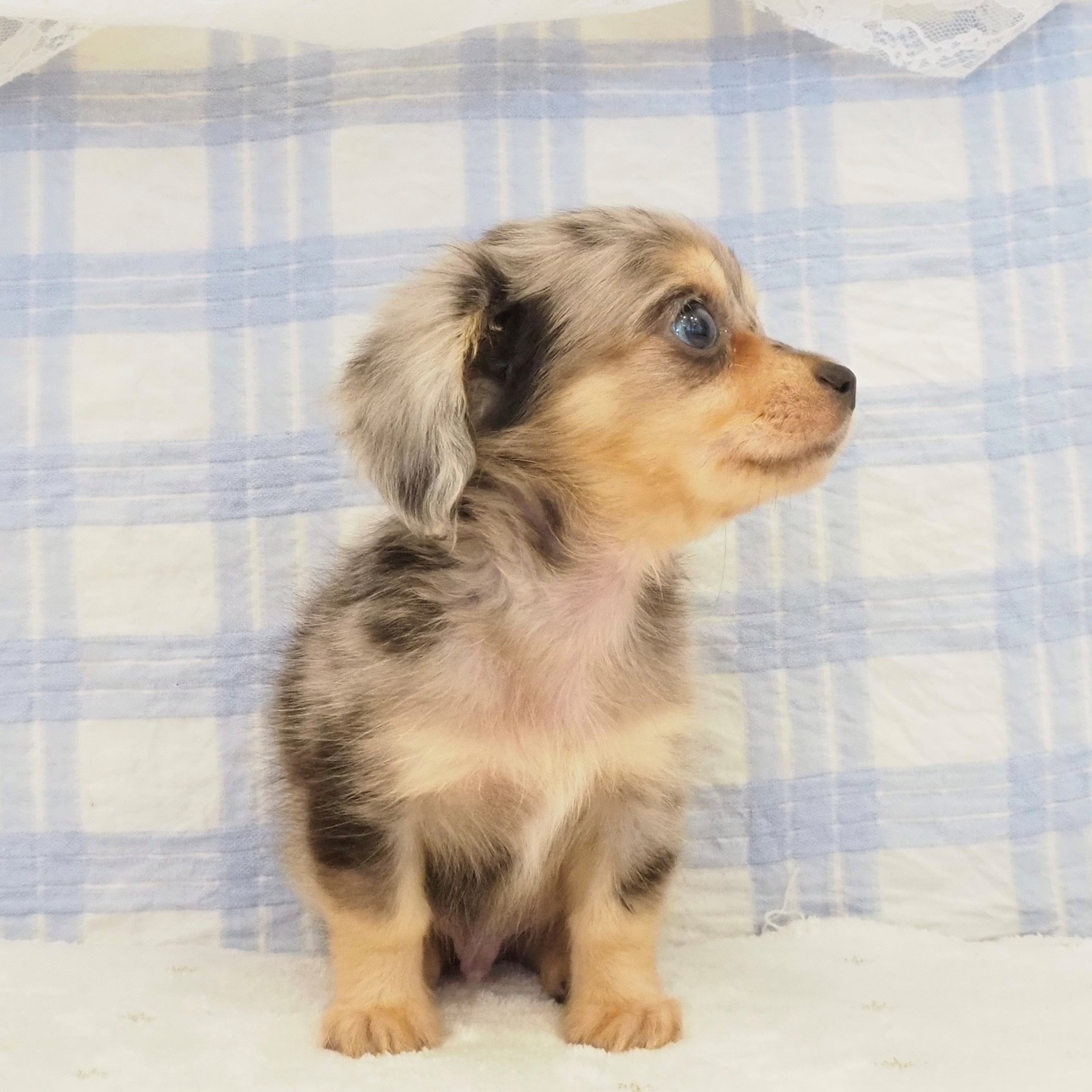 大阪府のチワックス(チワワ×ダックス) (犬の家＆猫の里もりのみやキューズモールBASE店/2026年7月10日生まれ/男の子/シルバーダップル)の子犬の4枚目の画像