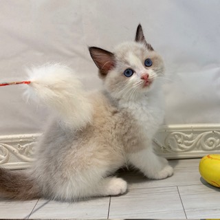愛知県のラグドール (犬の家＆猫の里春日井本店/2026年7月7日生まれ/男の子/シールポイントバイカラー)の子猫の4枚目の画像