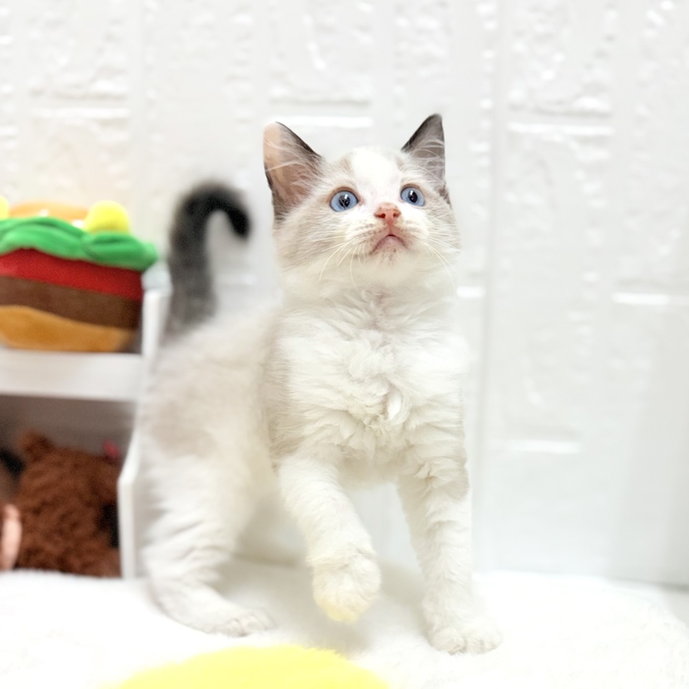 愛知県のラグドール (犬の家＆猫の里豊川インター店/2026年7月7日生まれ/男の子/シールポイントバイカラー)の子猫の4枚目の画像