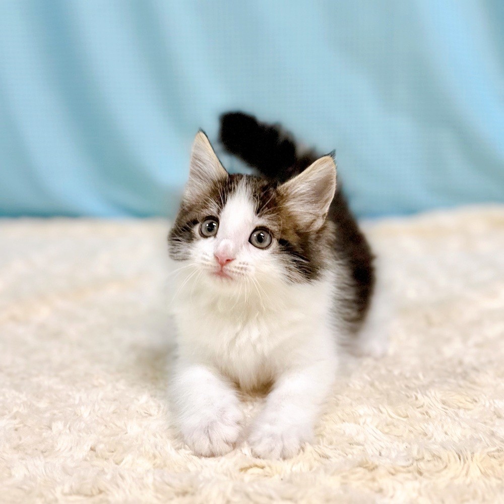 愛知県のノルウェージャンフォレストキャット (犬の家＆猫の里一宮店/2026年7月11日生まれ/女の子/ブラウンタビーホワイト)の子猫の4枚目の画像