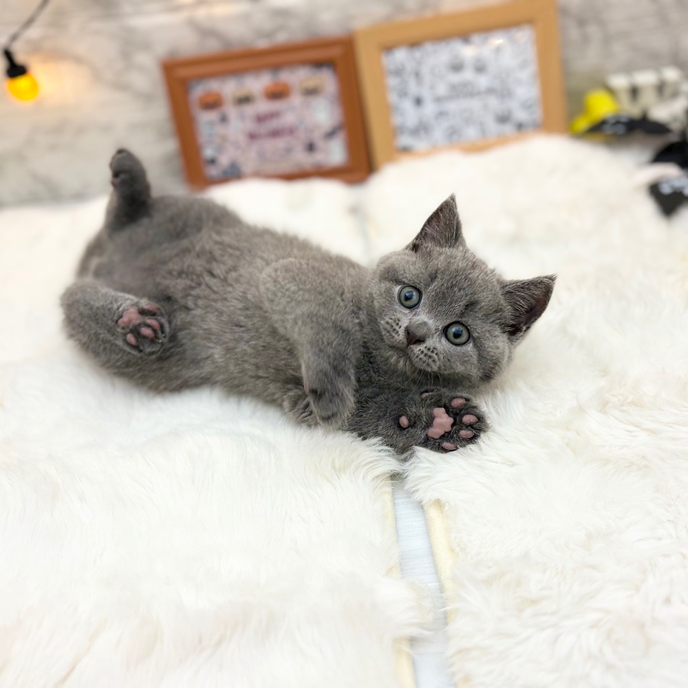 静岡県のブリティッシュショートヘアー (犬の家＆猫の里MEGAドン・キホーテ袋井店/2026年7月11日生まれ/男の子/ブルー)の子猫の4枚目の画像