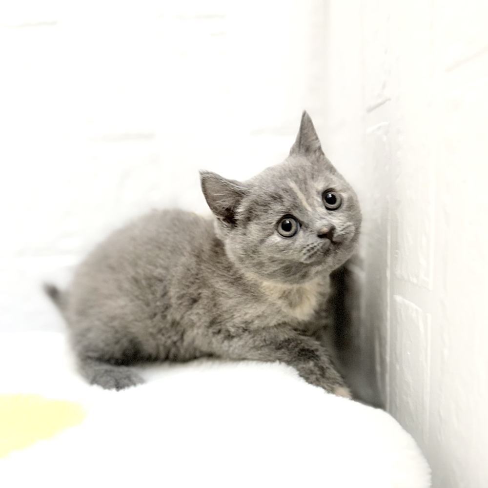愛知県のブリティッシュショートヘアー (犬の家＆猫の里豊川インター店/2026年7月11日生まれ/女の子/ブルークリーム)の子猫の4枚目の画像