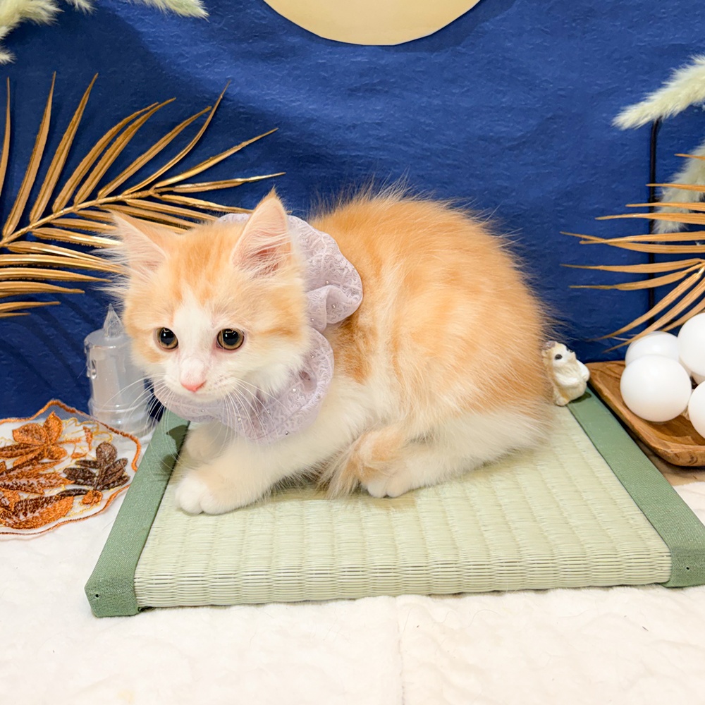 静岡県のマンチカン (犬の家＆猫の里富士店/2026年7月8日生まれ/男の子/カメオタビーホワイト)の子猫の4枚目の画像